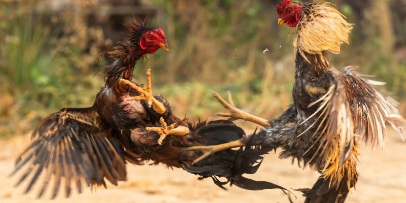 Bạn nên biết cách phân tích các kèo đá gà trong Thomo